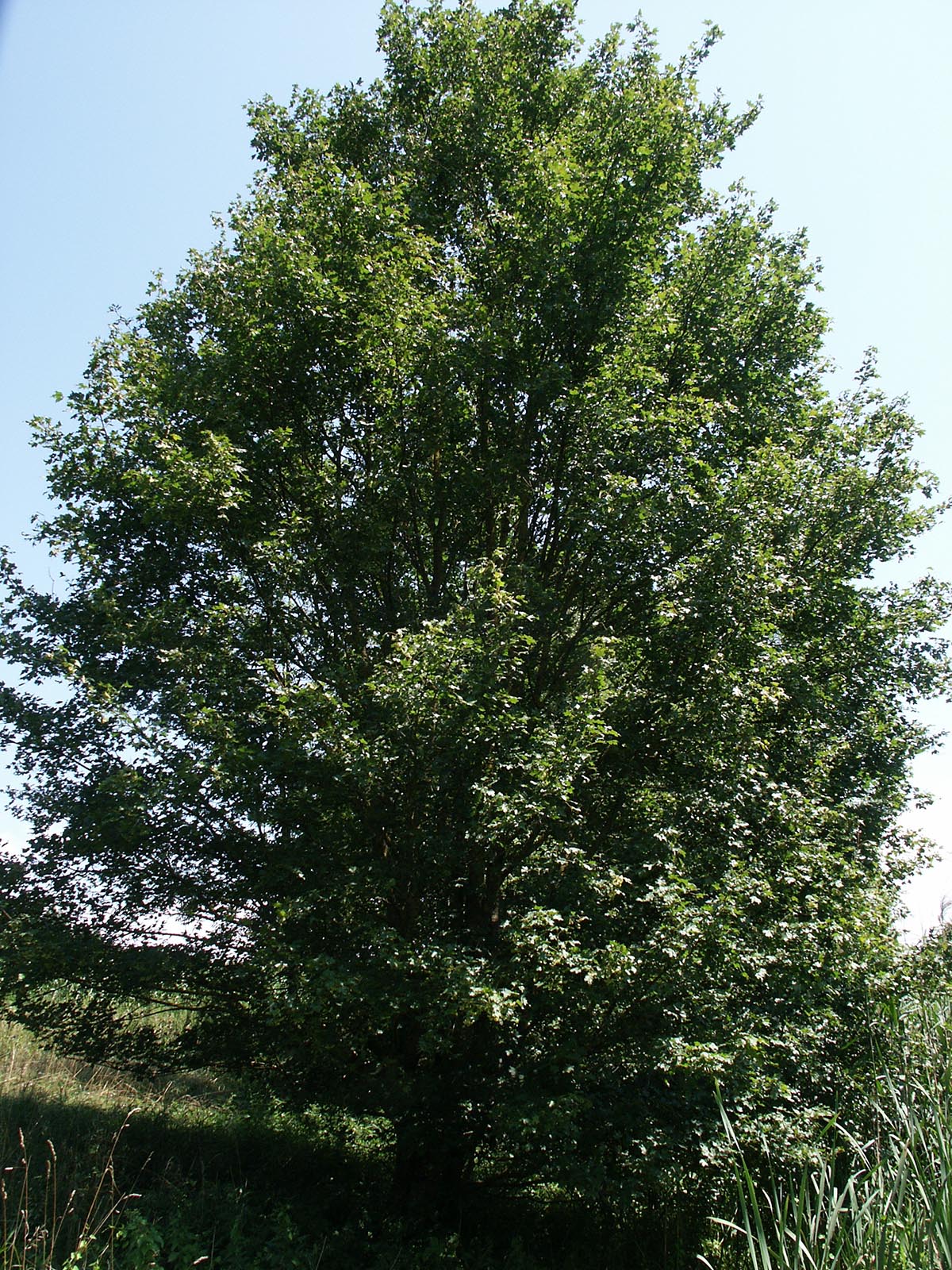 hoher Strauch